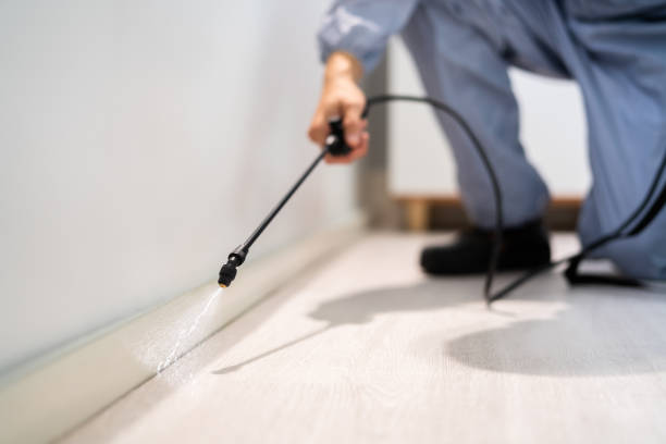 Certified termite inspector examining foundation in Elmont