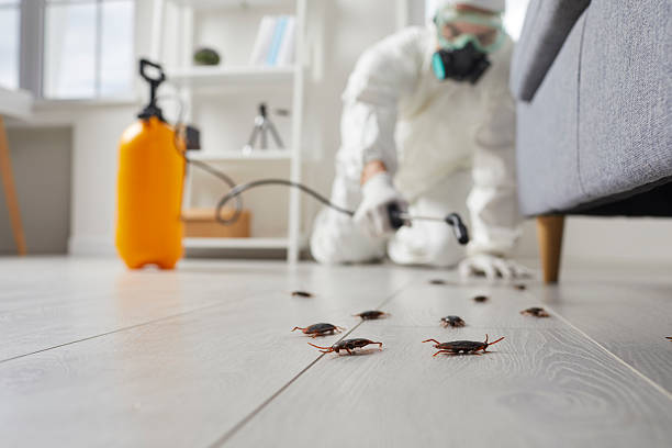 Post-Treatment Bed Bug Interceptor Monitoring in Elmont